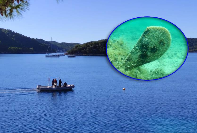 PREGLEDANI KOLEKTORI Lastovsko otočje u misiji spašavanja plemenite periske!