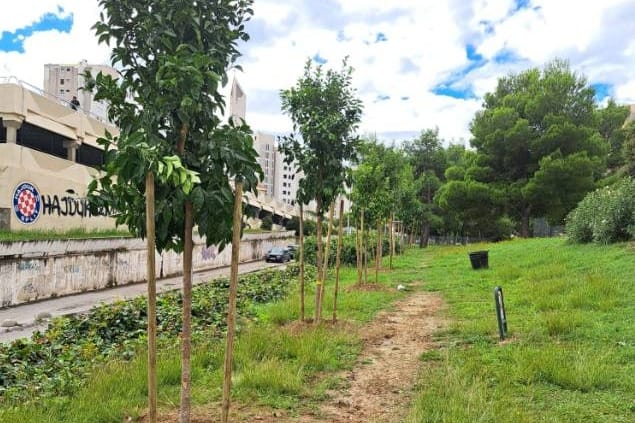 GRAD SE POHVALIO Na splitskim Pujankama posađene gorke naranče, japanske trešnje...