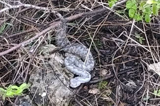 Na Pelješcu snimljen poskok!