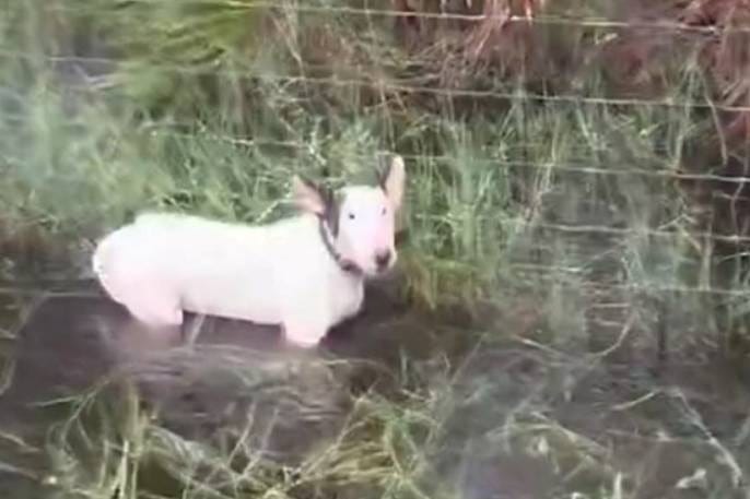 OKRUTNO Ostavio psa vezanog za ogradu uoči "uragana stoljeća". Uhićen je!