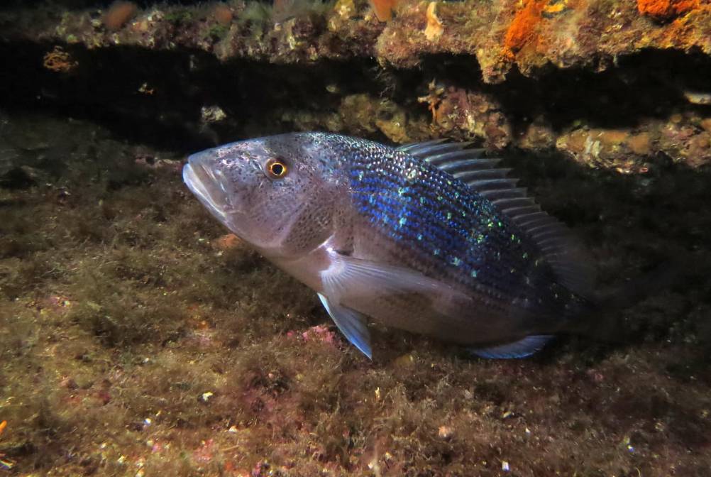 Pogledajte ovog ljepotana iz viškog podmorja