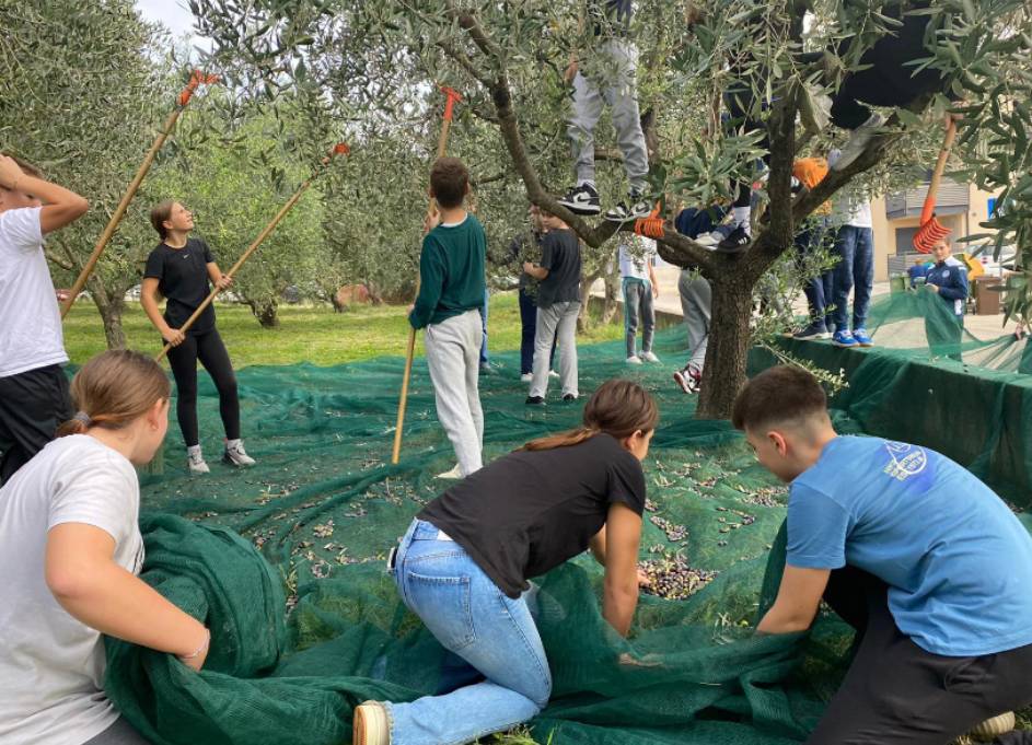 Mladi zadarski maslinari obaraju rekord u školskom dvorištu