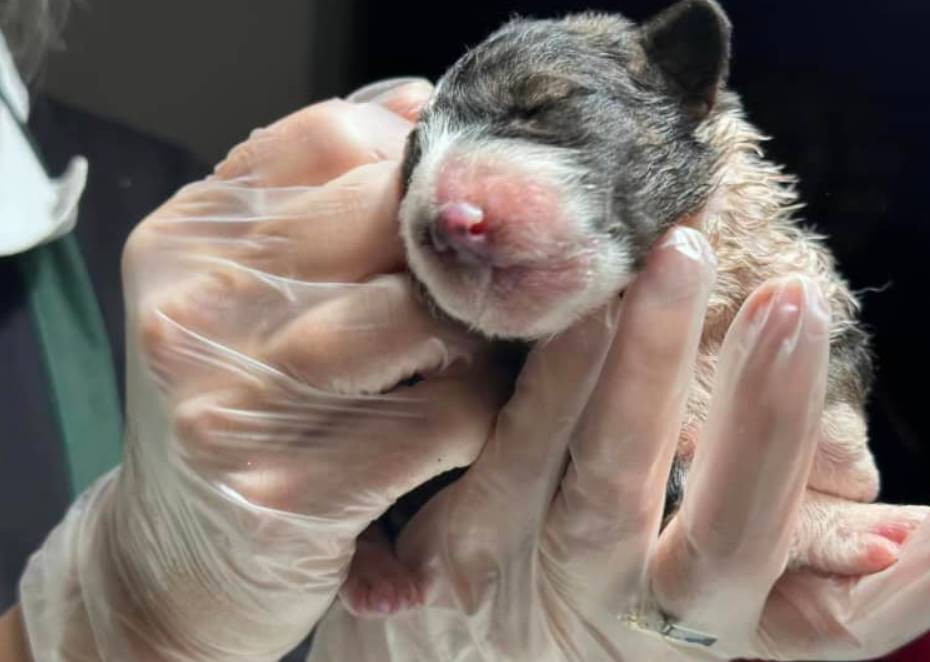 Netko je u Istri u vrećici bešćutno bacio štence. Policija će pokušati saznati i tko!