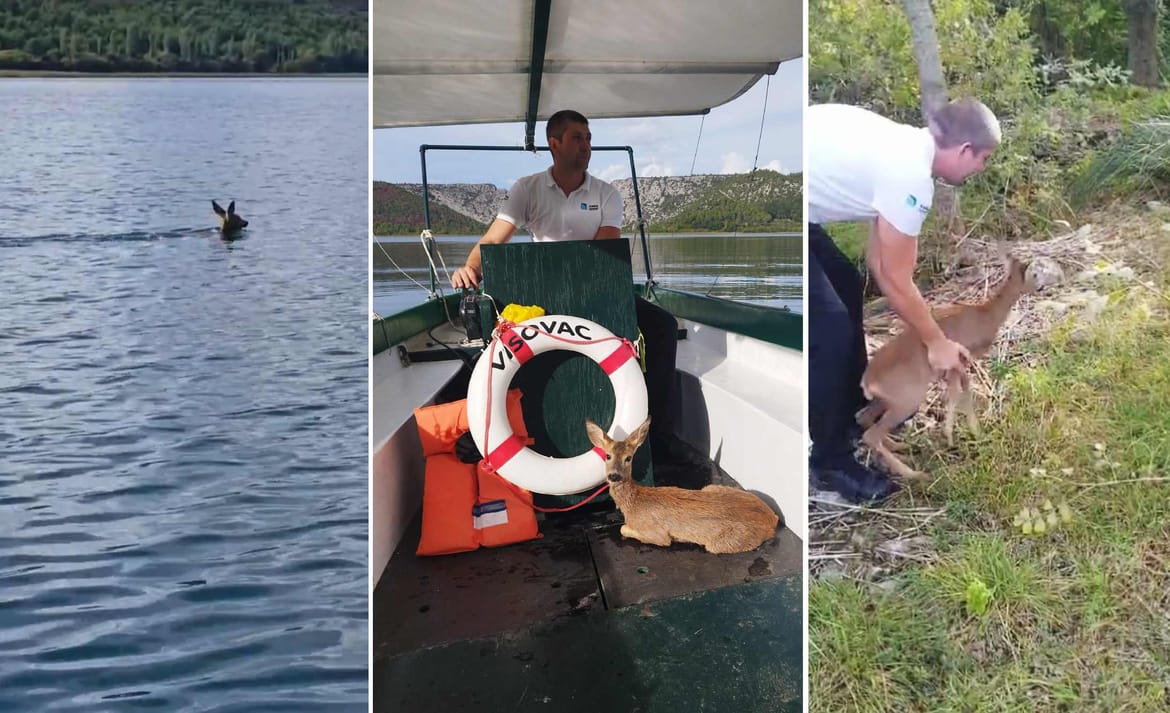 DIRLJIVA PRIČA Franjevci kod svog otočića uočili promrzlo lane, spasili ga djelatnici Nacionalnog parka