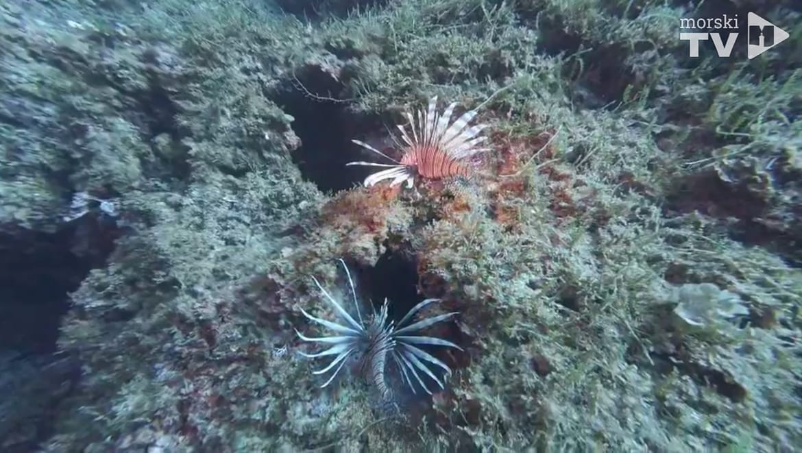 Vatrenjače se raširile u podmorju Visa!