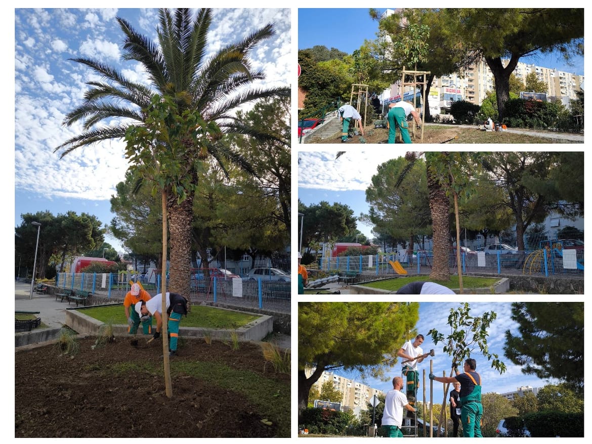 Sadi se po Splitu. Nova stabla na nekoliko dijelova grada. Neke je donirala - pekara!