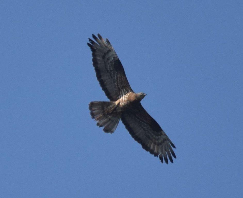 DAJMO MU IME Nacionalni park Mljet traži ime za oporavljenog škanjca osaša koji se u petak vraća u svoje prirodno stanište