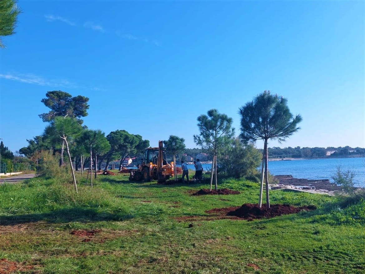 Umag brine o svom zelenilu - Započela sadnja stotinjak novih stabala na javnim površinama