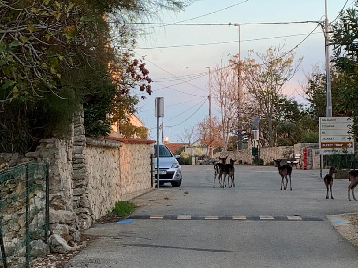 Predvečer se u Punti Križa na Cresu po cesti druže srne!
