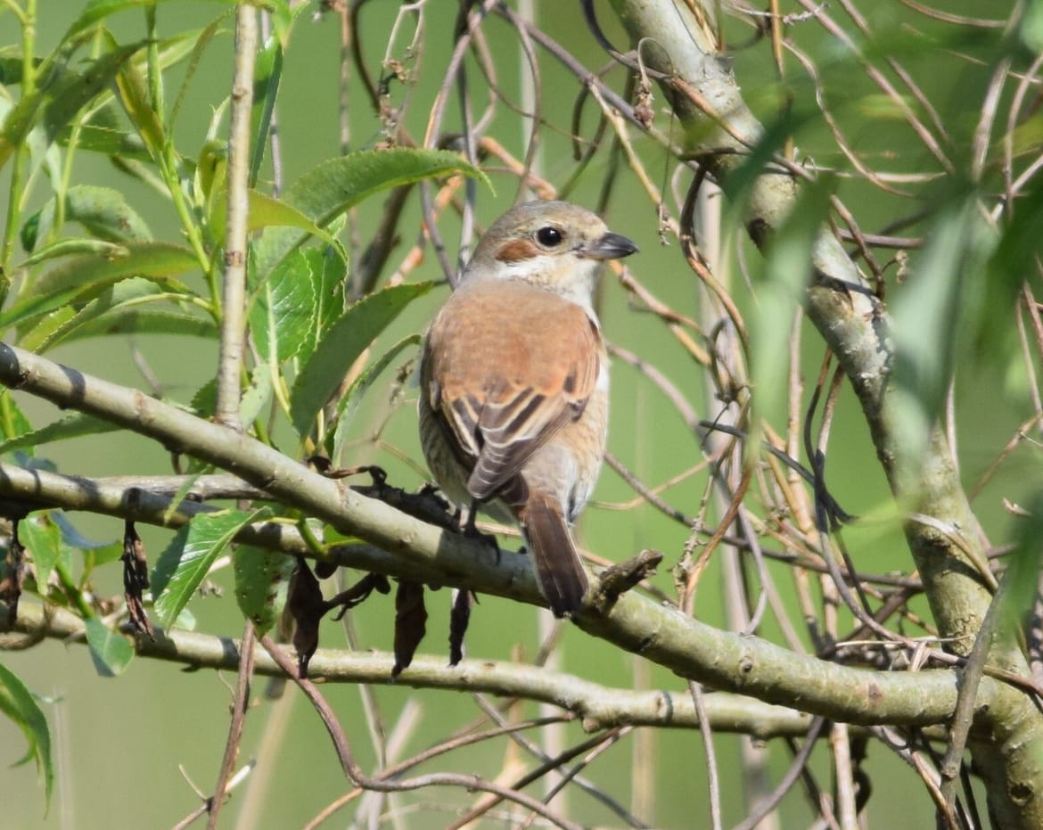 Dame i gospodo ptica godine 2025. je ova ljepotica!