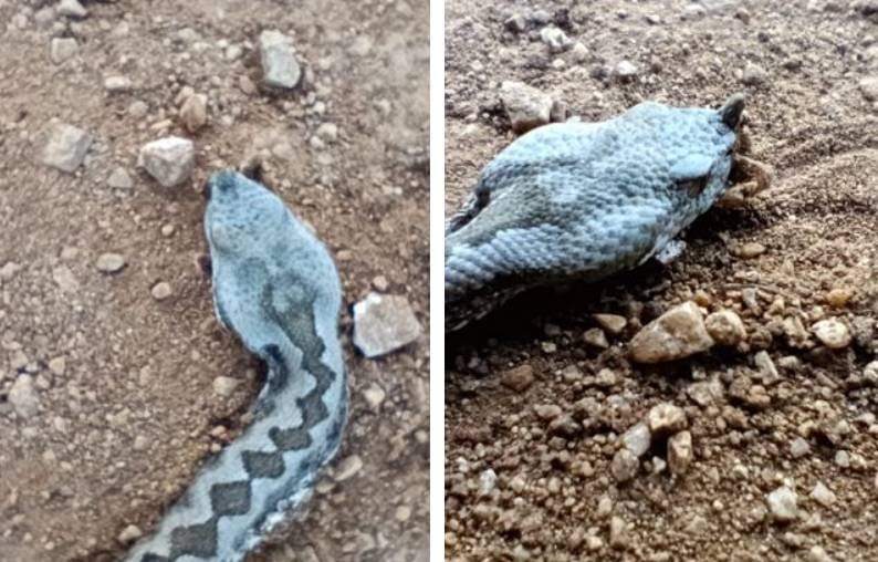 Poskok fotografiran na dubrovačkom Srđu, još jedno upozorenje svim izletnicima