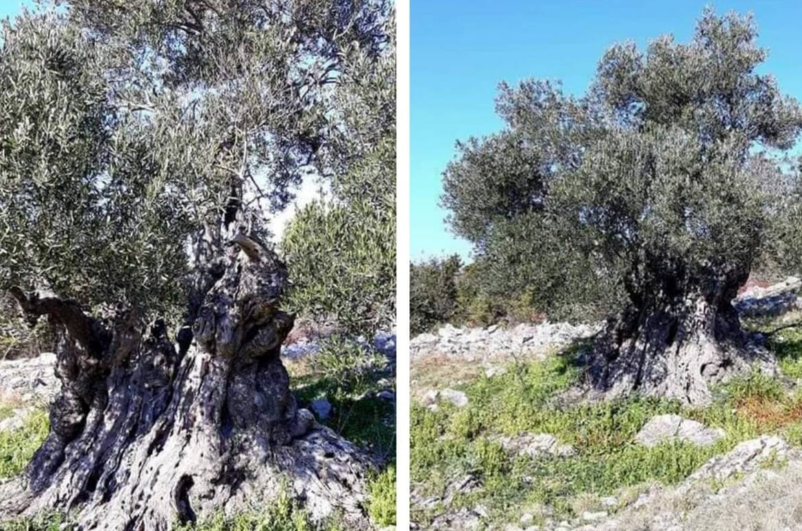 Ova maslina na Hvaru raste još od prije nove ere, a nitko ne zna koliko joj je zapravo godina: "Starija je i od Isusa Krista!"