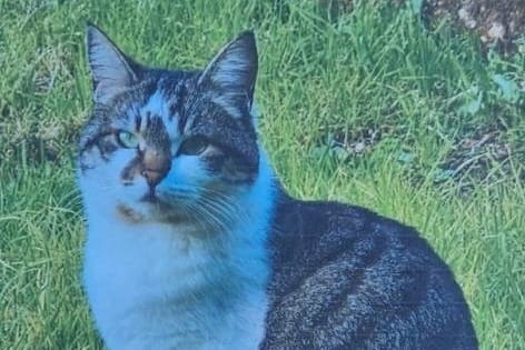 NESVAKIDAŠNJI OGLAS U  Zadru nestala mačka Mrga! Pomozite ako možete!