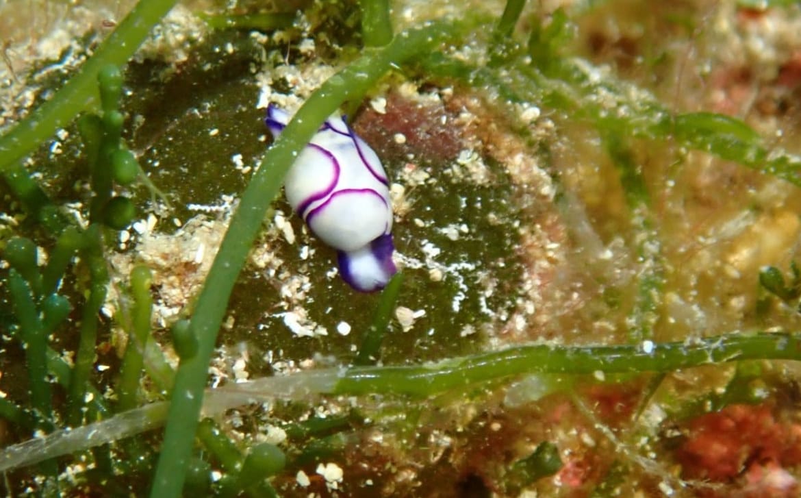 Roniteljica pronašla rijetkog morskog puža u moru kod Komiže