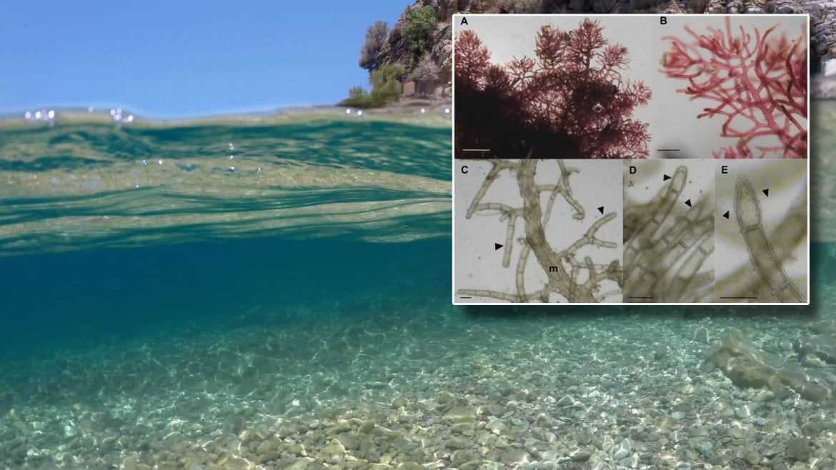 Slovenski i talijanski znanstvenici otkrili potpuno novu vrstu alge u Jadranu!