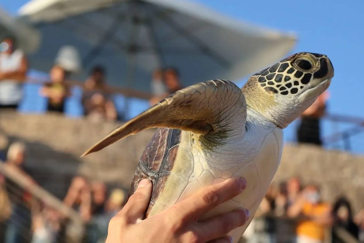 Znanstvenici u Zadru: "Došlo je do alarmantnog smanjenja populacija u Jadranskom moru!"