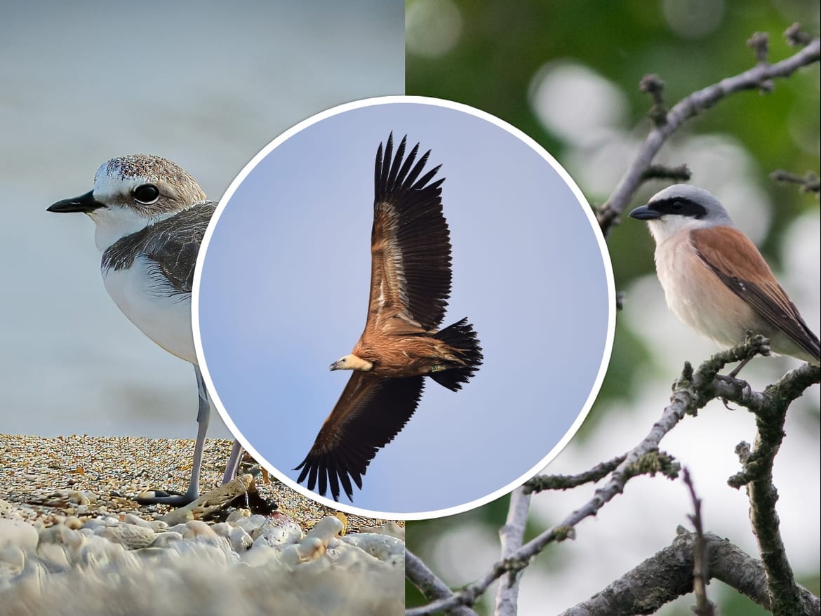 Pokrenut izbor za pticu godine 2025.