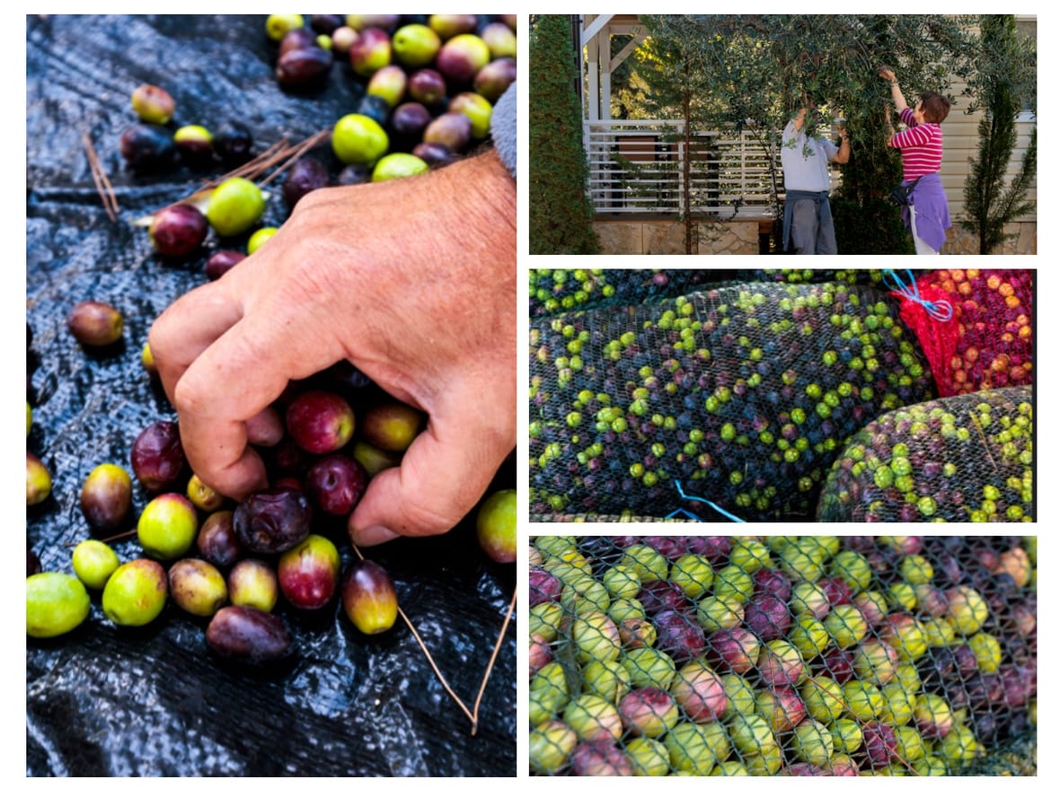 Najzeleniji kamp u Europi ima i najviše stabala maslina po kvadratnom metru! Evo kako izgleda berba u Stobreču