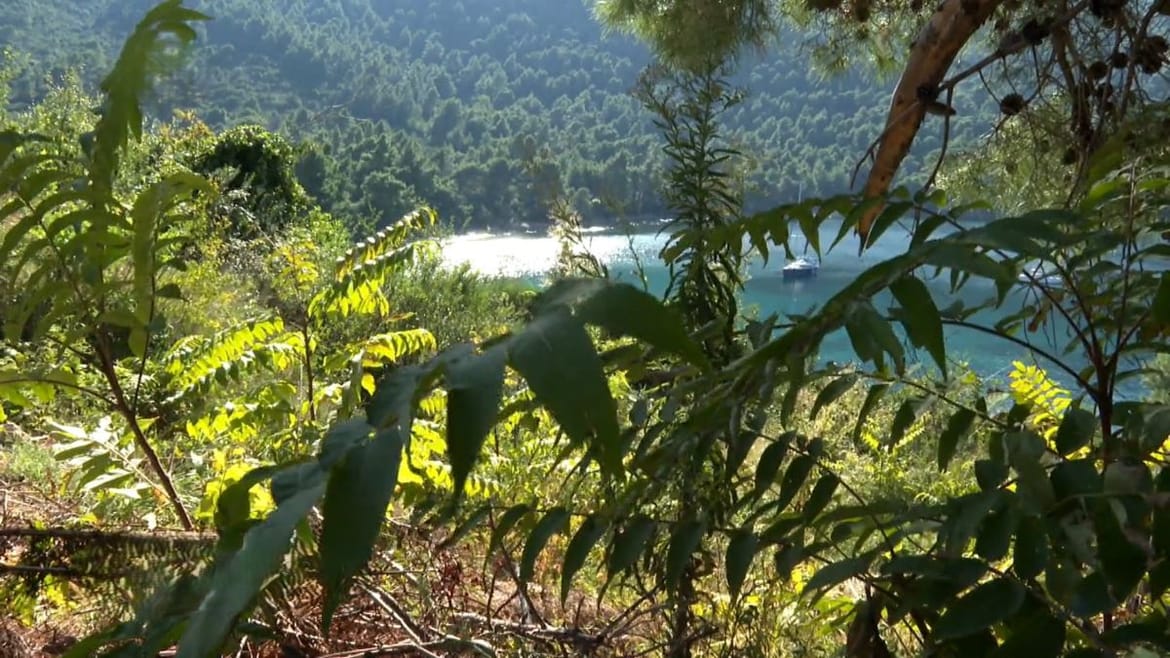 Dalmacija se bori s pajasenom, invazivnom biljkom koja ubija okolnu vegetaciju