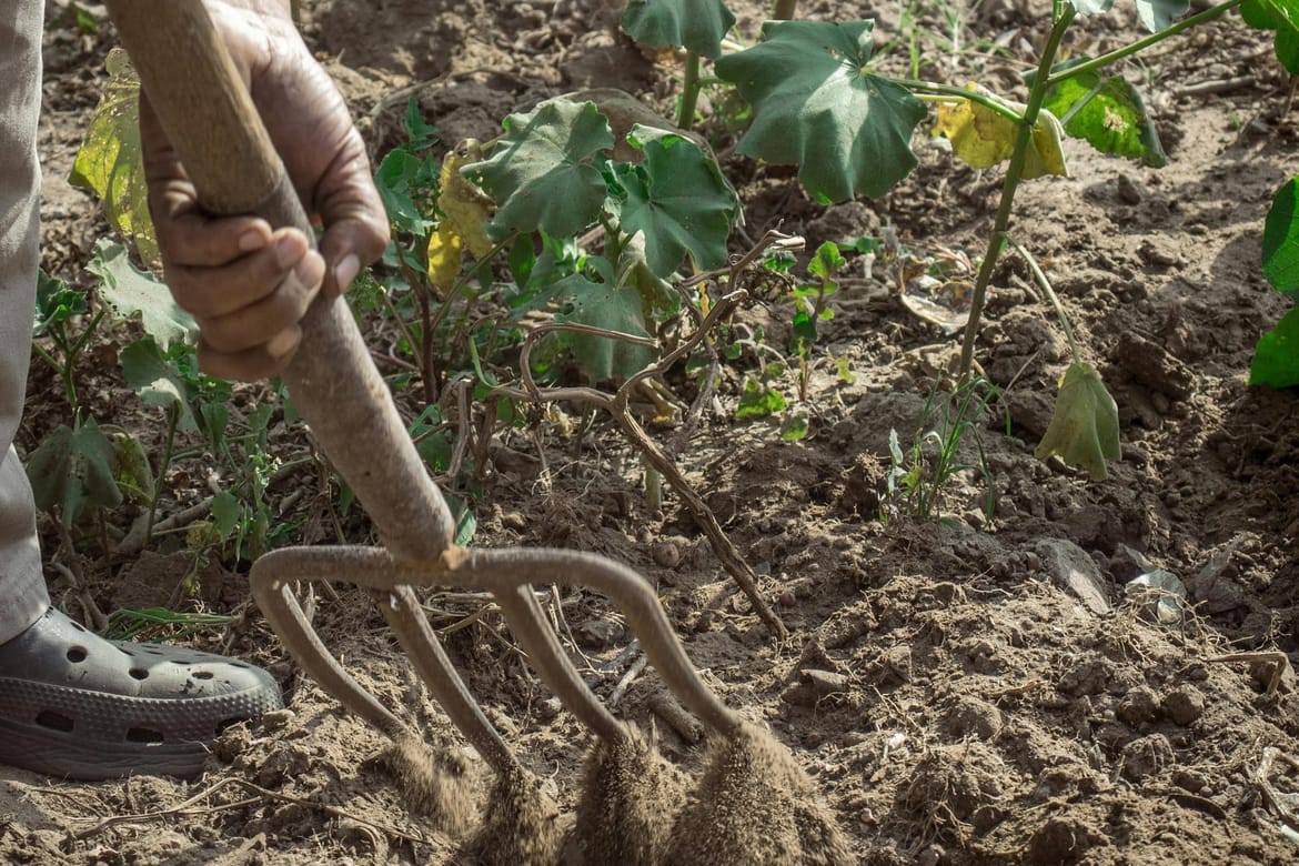 UŽAS U OMIŠU Starac vilama usmrtio psa