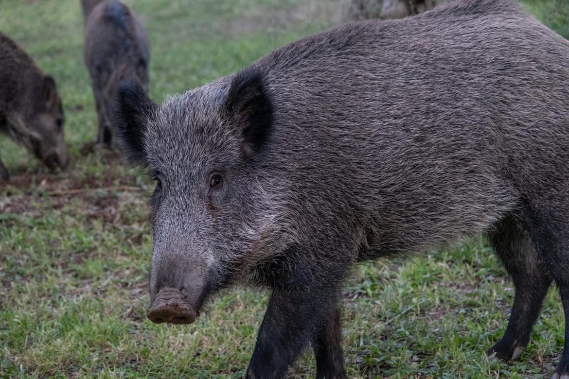 Zadranin se sudario s krdom divljih svinja, ozlijeđen je!