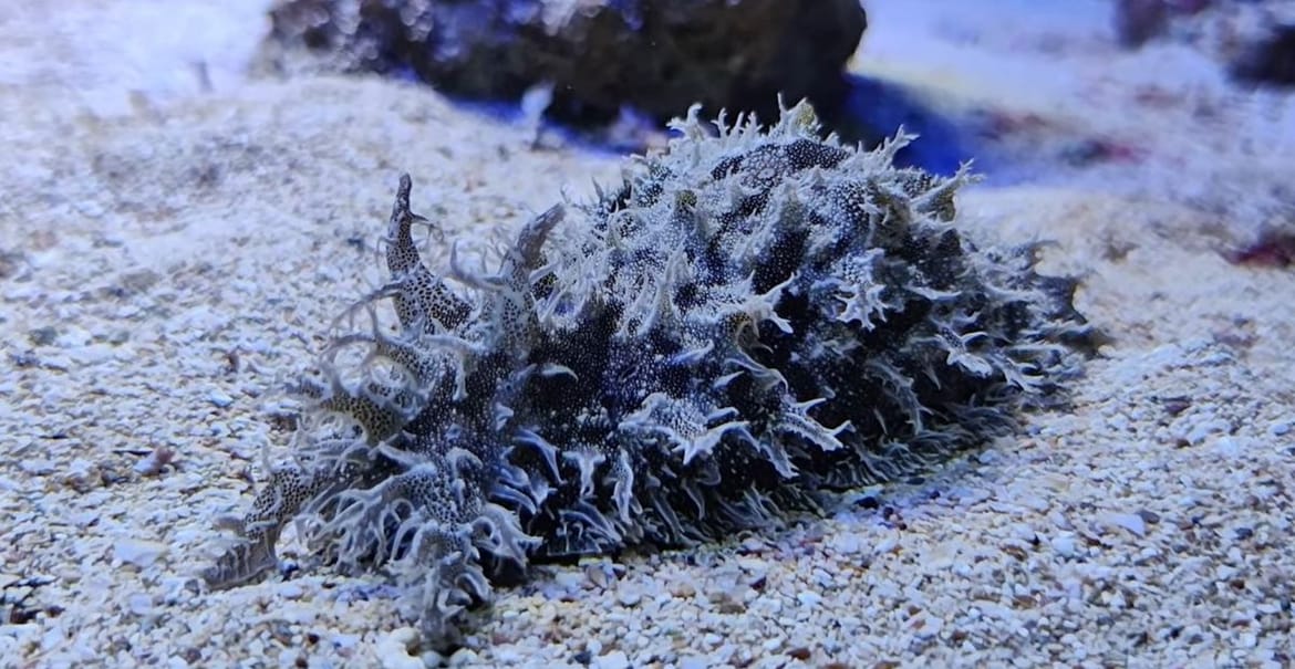 Na području Fažane uočen goli puž Bursatella leachii iz porodice morskih zekana