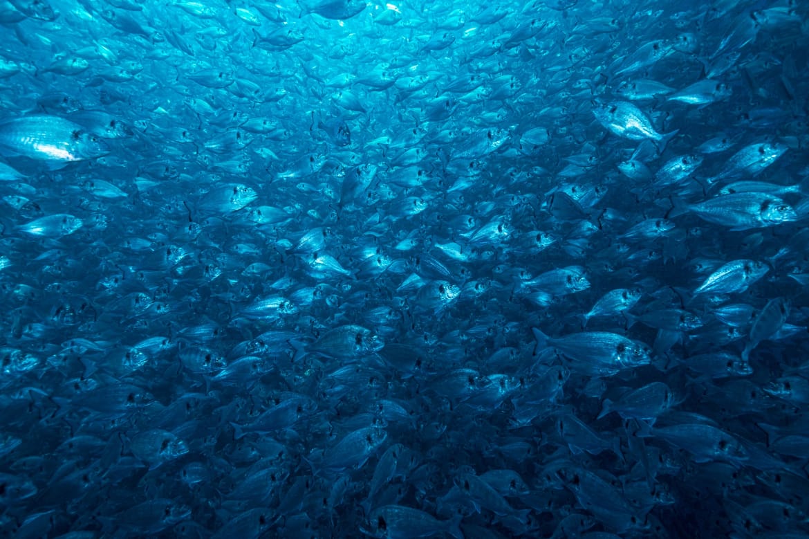 ŠTO SE DOGAĐA?! Tjedan dana nakon smrti mlade radnice ponovno incident s otrovnim plinovima u tvornici za preradu ribe kod Rijeke!