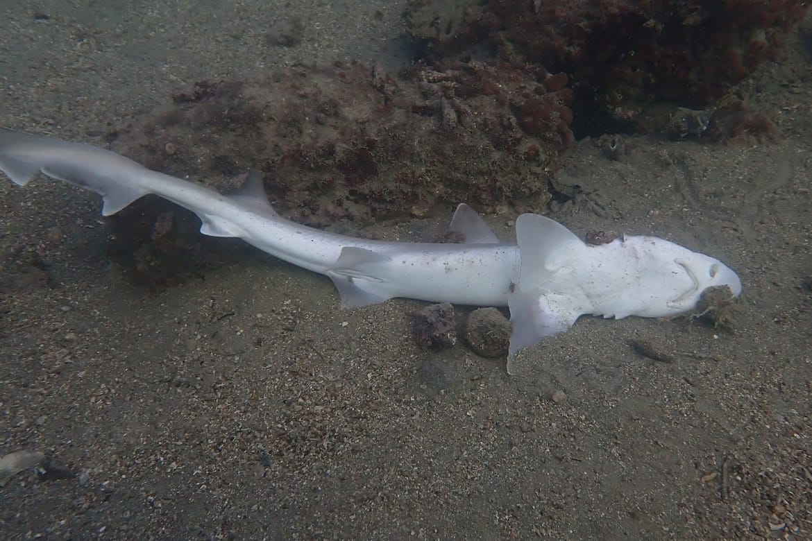 Uginuli morski pas na dnu kod Pirana, u blizini je bila ribarska mreža...