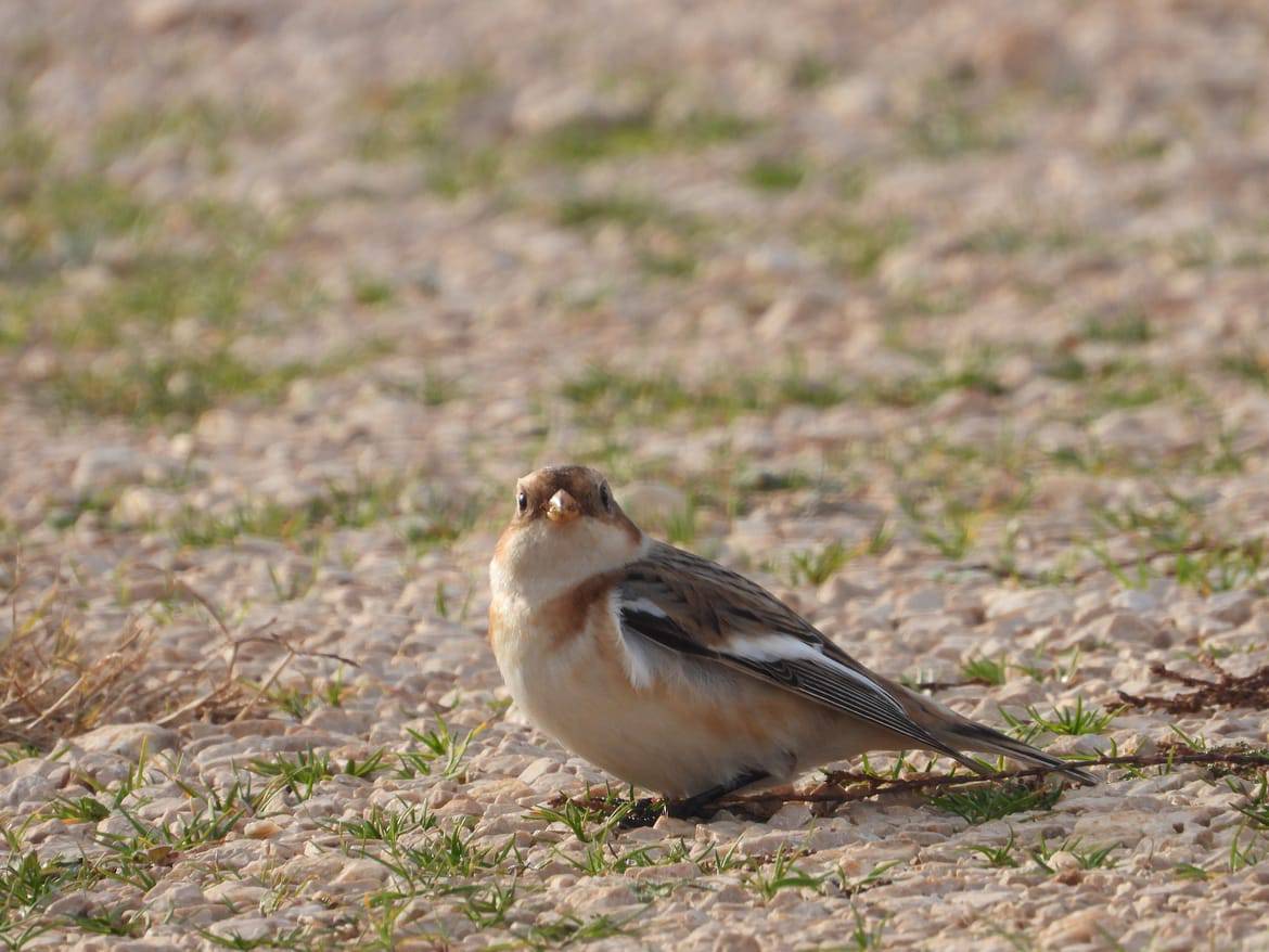 RASTE PTIČJI FOND Prvi nalaz bijele strnadice u Nacionalnom parku "Krka“