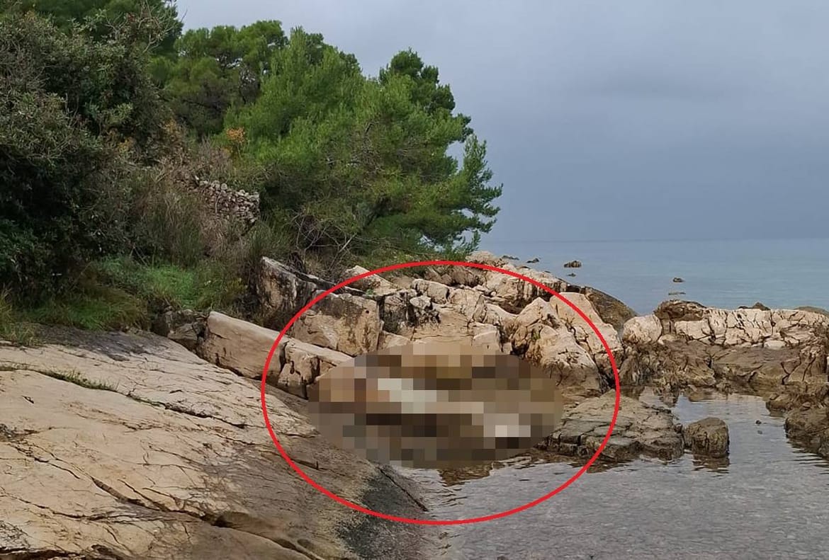 Uginuli dupin se dva tjedna već raspada na obali Lukorana na otoku Ugljanu: "Nitko ne reagira"
