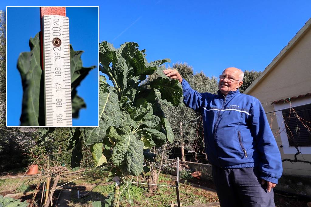 Raštika biblijskih dimenzija narasla je u vrtu virskog domaćina: "Lako što je veća od mene, ali veća je i od mog susjeda, košarkaša!"