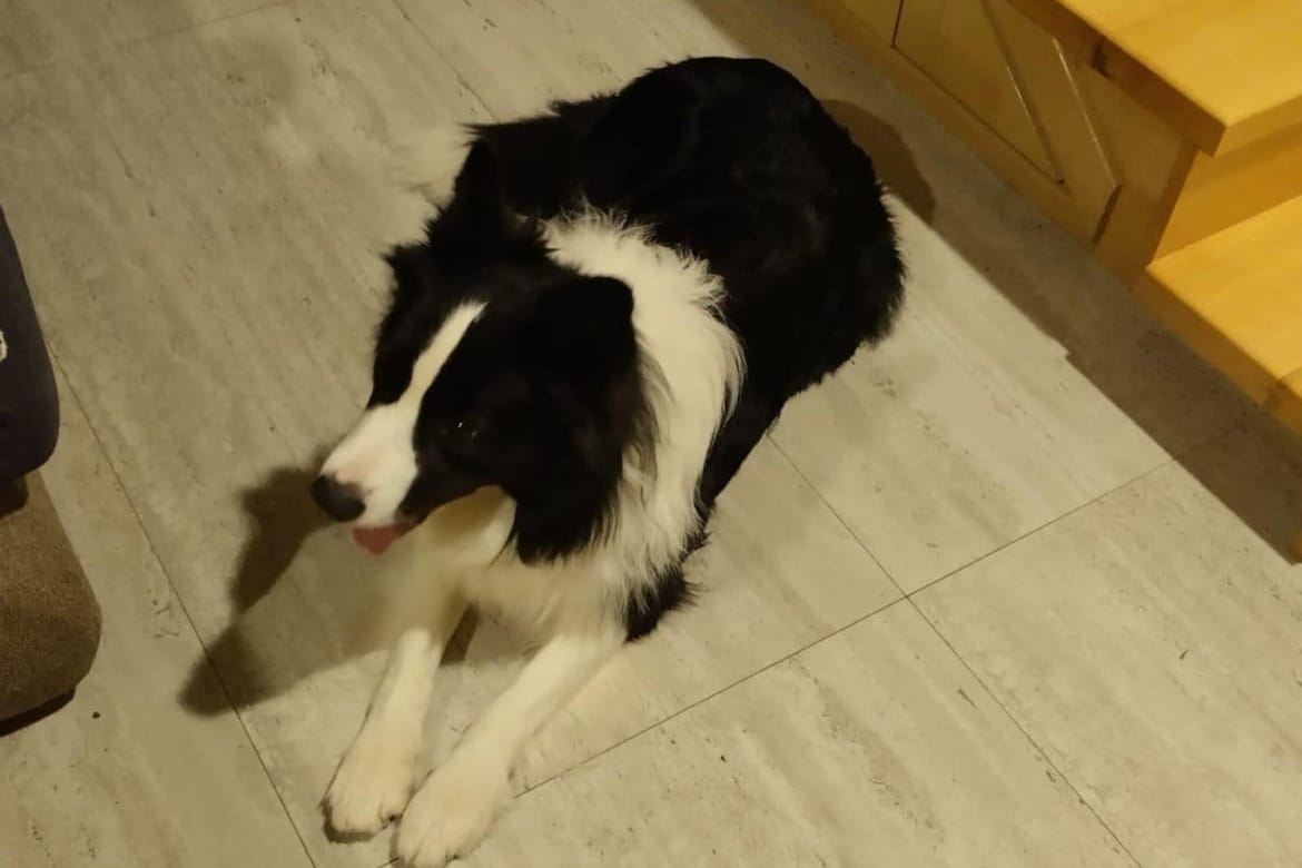 Na istoku Splita pronađen ovaj ljepotan, no nitko ne zna tko mu je vlasnik