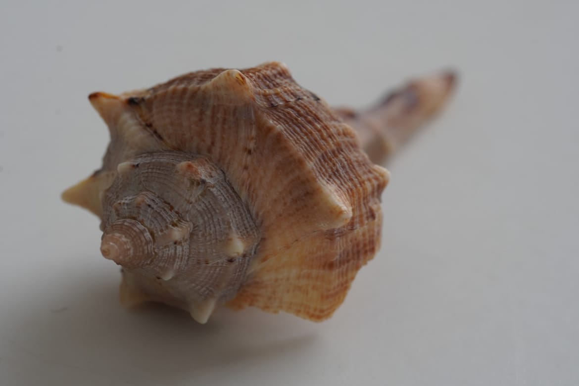 Muzej školjaka u Piranu - Bogatstvo školjaka i puževa iz svih mora i kontinenata svijeta