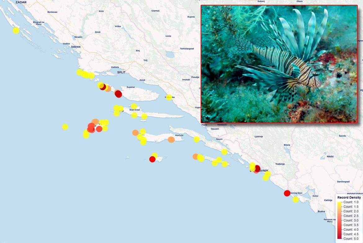 Institut za oceanografiju o vatrenjačama: "Ova im je godina bila prekretnica - Štetna je za ekosustav, proširila se i ostat će!"