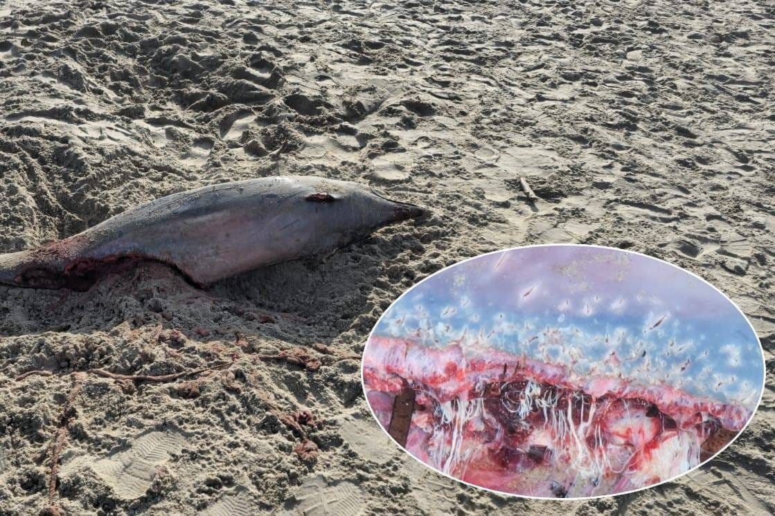 Truplo dupina pronađeno na talijanskoj strani Jadrana. Je li odgriženi dio tijela djelo morskog psa?