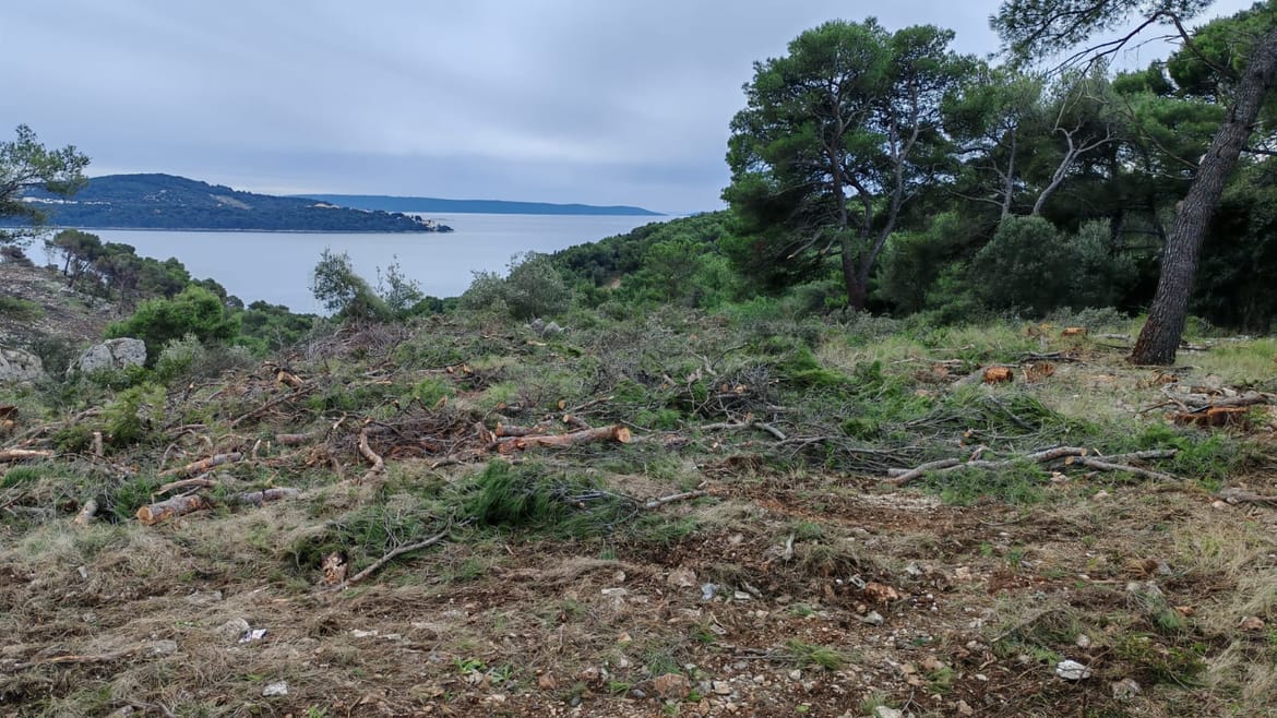 NL 'Vrime je': "Posječena stoljetna državna šuma u Segetu radi pogleda na more!"