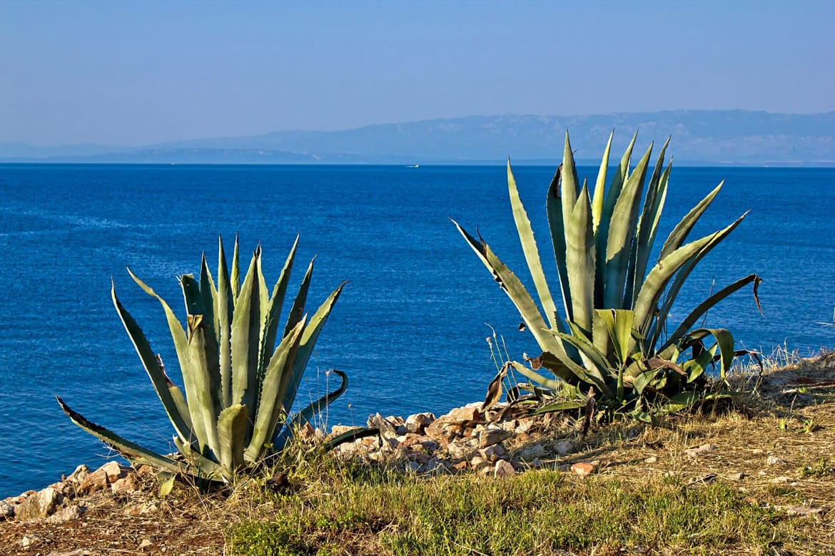 Štetni kukac iz Meksika koji je poharao agave na Mediteranu, stigao na dalmatinske otoke i u Split!
