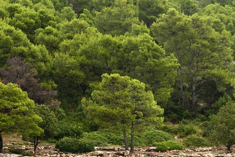 USKOK istražuje Hrvatske šume