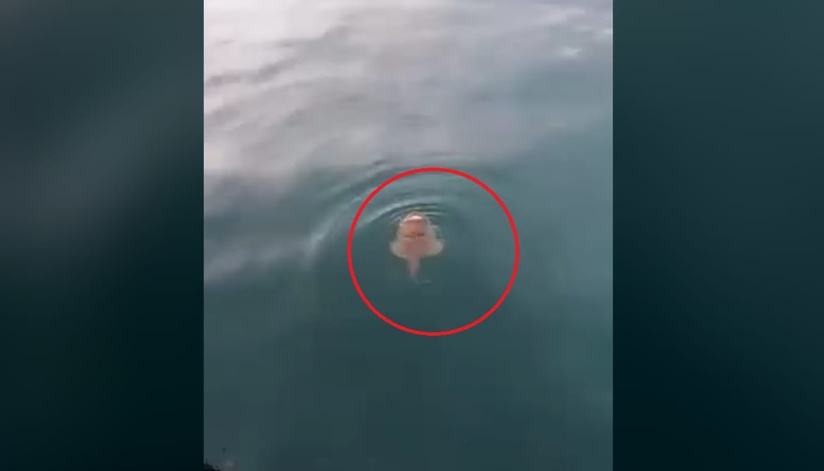 Riba iz velikih dubina u Senju snimljena u neobičnom ponašanju - Što se dogodilo?