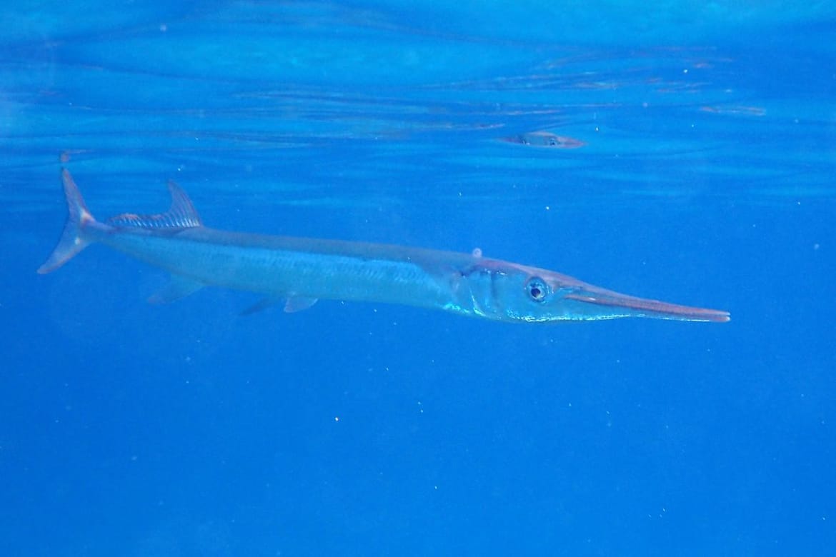 Velike ribe obožavaju živu iglicu, ali jedan je "detalj" u ribolovu jako bitan!