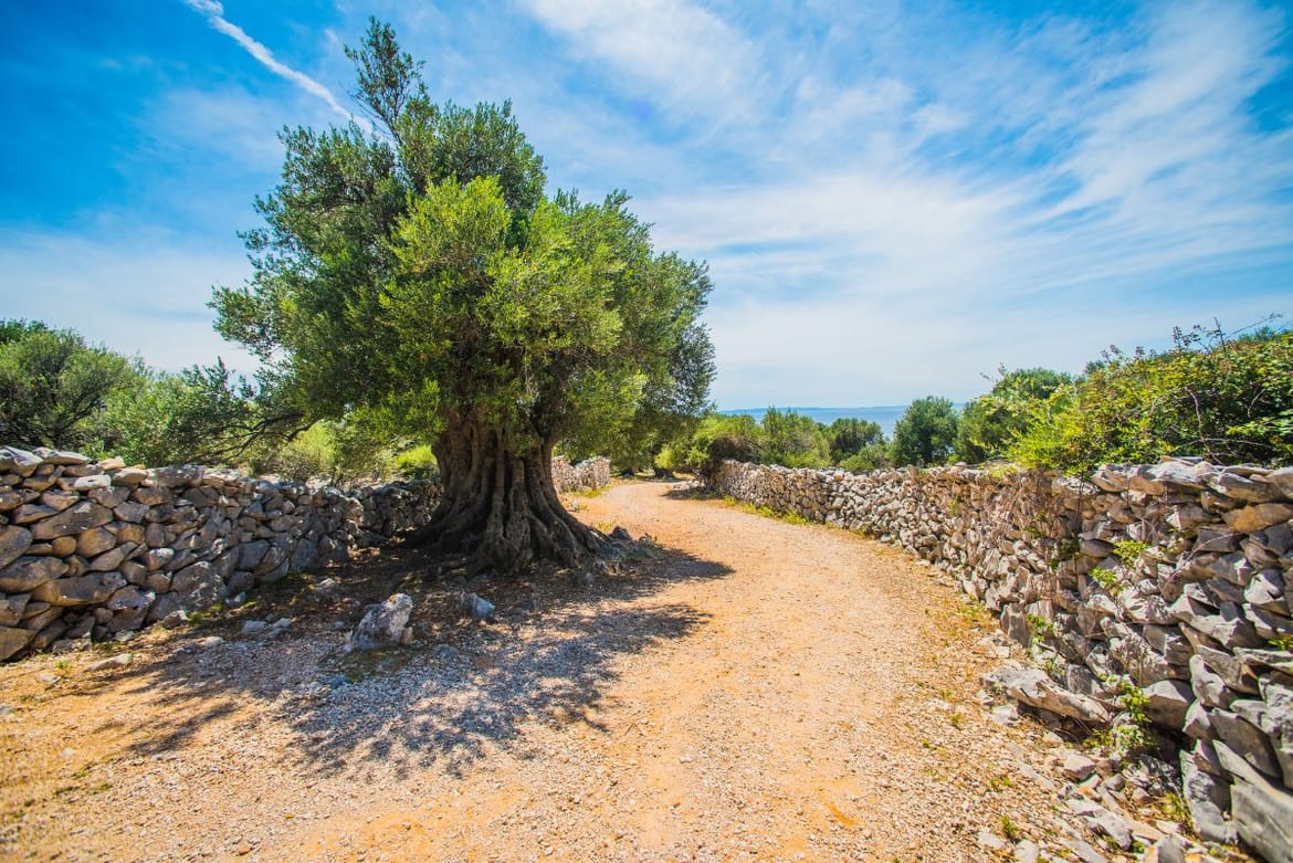 Gradonačelnik Paga o 'kozjoj cesti' za 80 tisuća eura: "SDP-ov kandidat za župana ne zna čitati proračun, evo o čemu se radi!