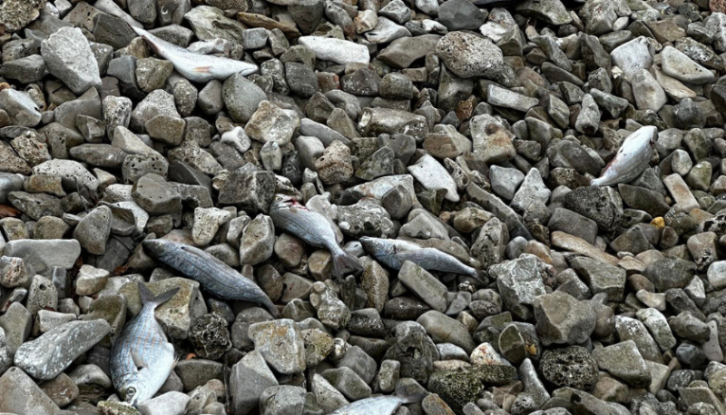 U Valbandonu kod Pule pronađena gomila mrtve ribe i galebova - Stručnjak razriješio misteriju