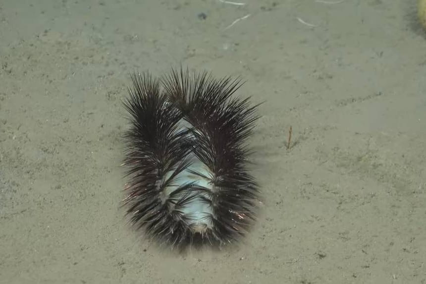 "Disko morski crv" snimljen na dnu u blizini Čilea: "Na sebi ima svjetleće iglice"