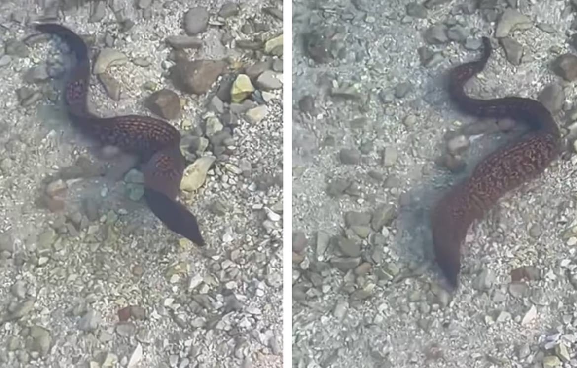 VIDEO Jedna se murina "prošetala" plićakom na Hvaru