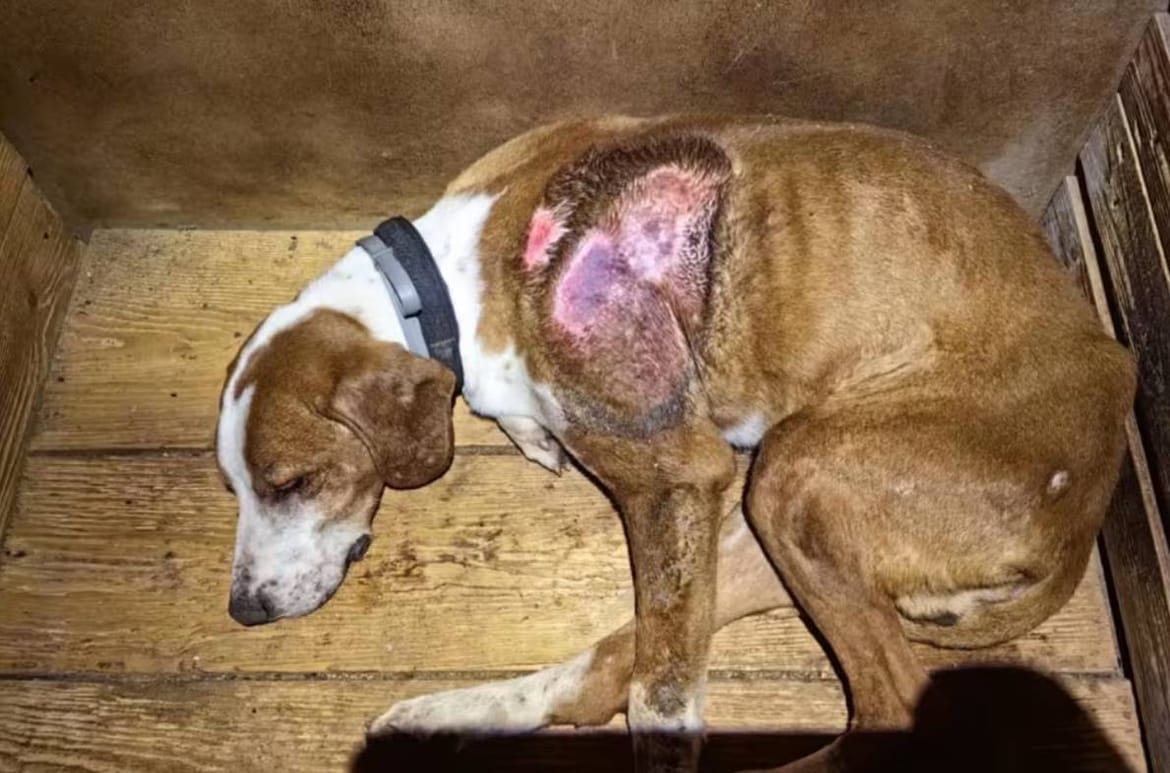 U Istri se pojavila gotovo zaboravljena smrtonosna bolest - lažna bjesnoća