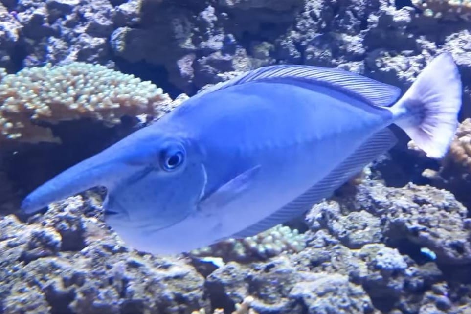 Fascinantan stanovnik Aquariuma Pula - upoznajte ribu jednoroga koja može mijenjati boje u "tren oka"!