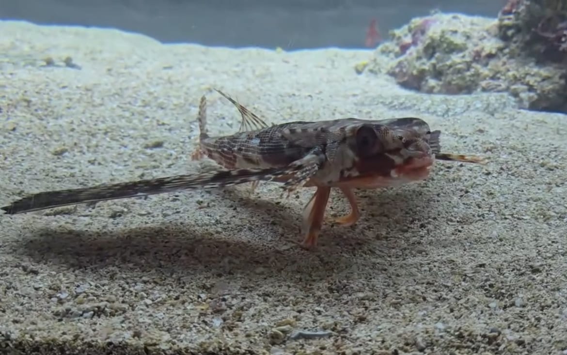 Pogledajte kokota kako doslovno "hoda" po dnu dok traži hranu