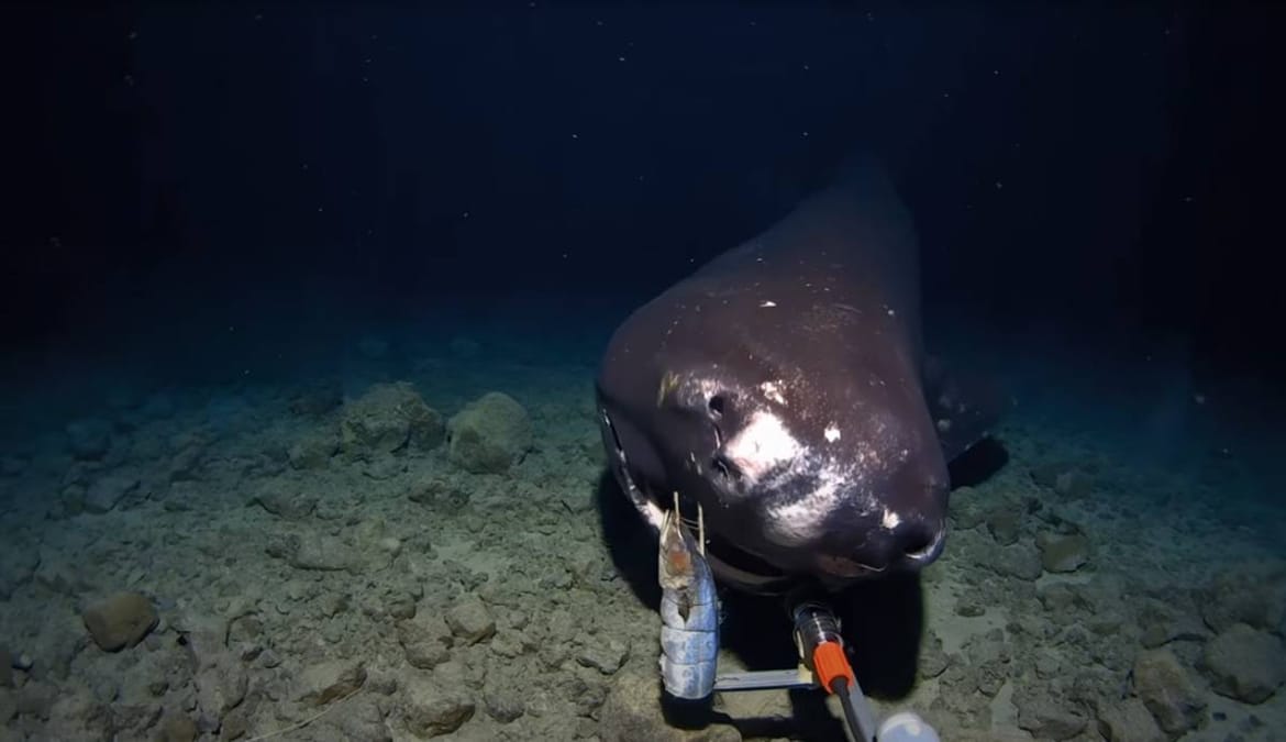 Znanstvenici spustili kameru na dubinu od 1.400 metara i otkrili neobičnog stvora koji je odmah zagrizao kameru