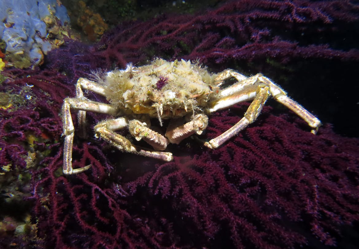 Uzalud i rezervacije na ribarnici: "Ove godine ih je u prodaji bilo možda jednom, razlog? Čovjek ih je gotovo istrijebio!"