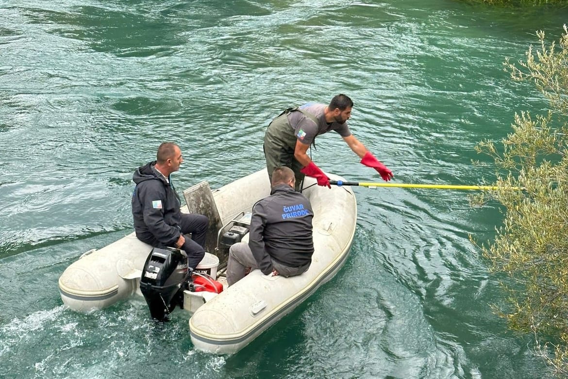 Prvi uspješan mrijest mekousne pastrve u rijeci Jadro